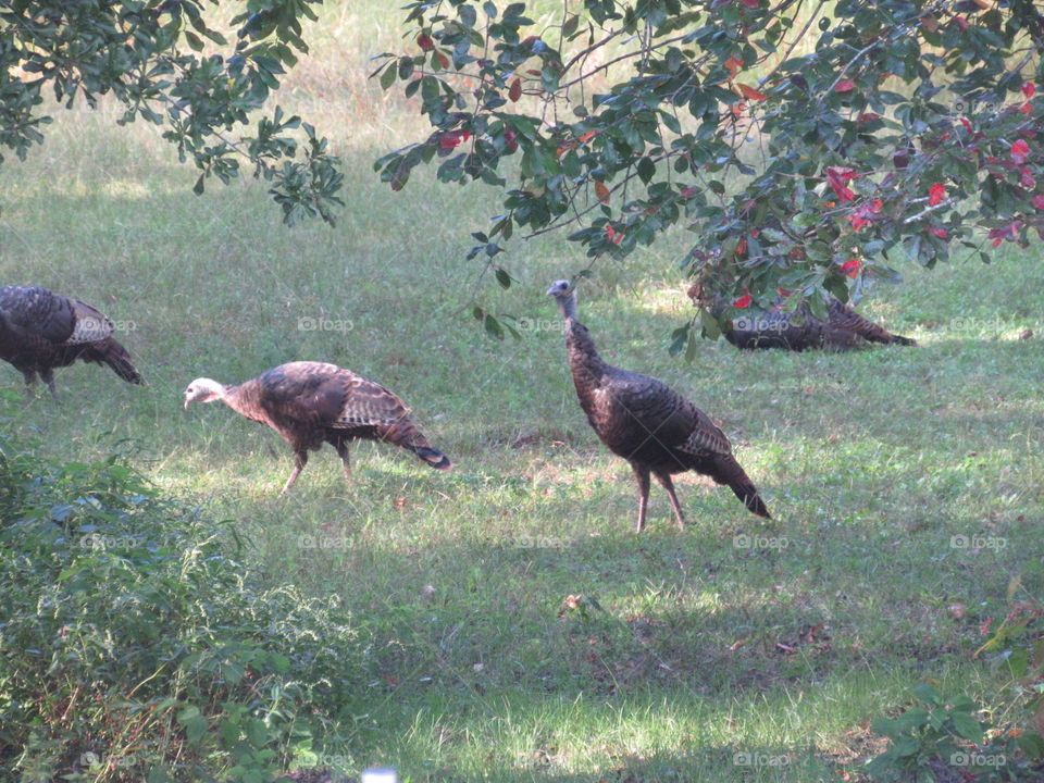 Bird, Wildlife, Animal, No Person, Poultry