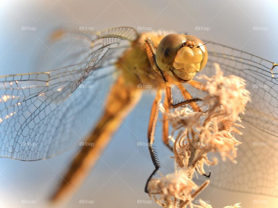 Closeup of dragonfly 