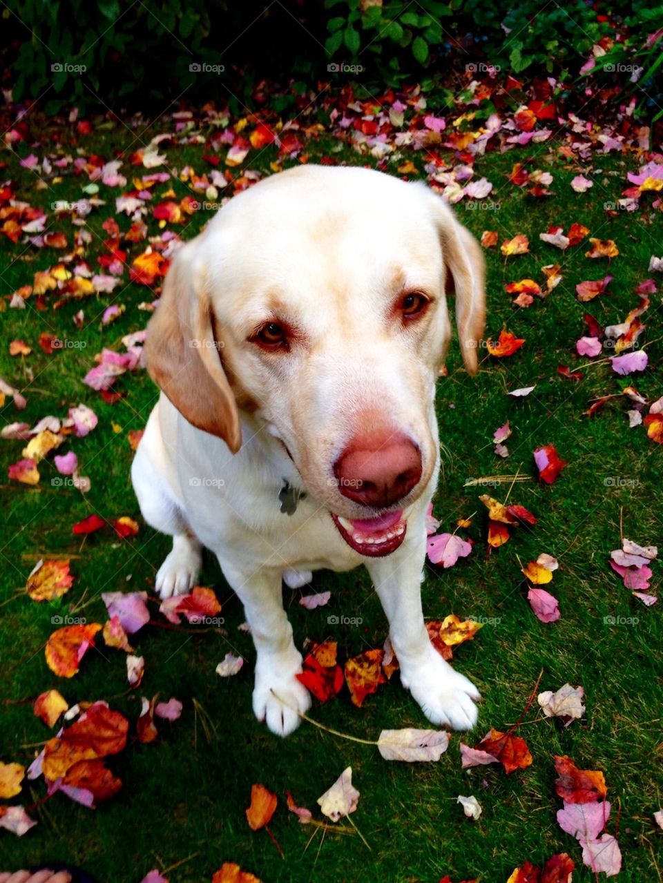 Smiling Dog in the Fall