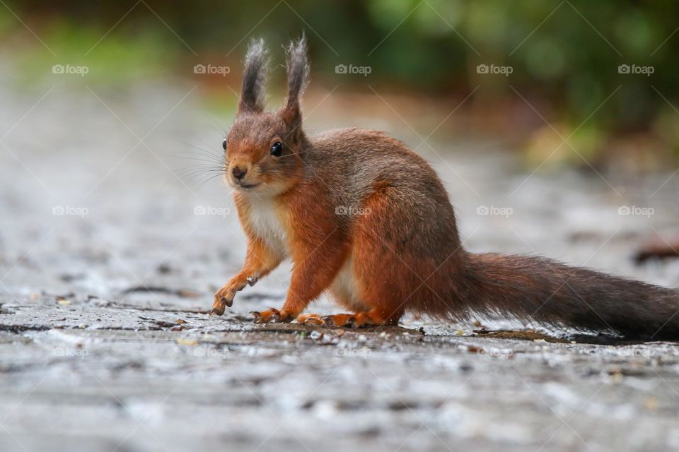 Cute red squirrel on a sidewalk