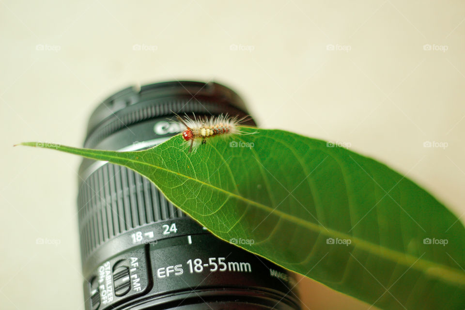 for nature photography lover