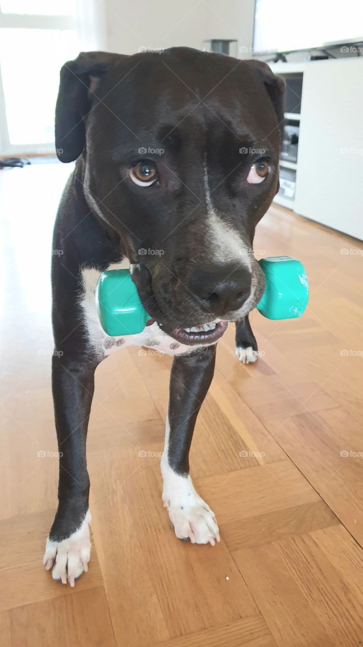Fun dog taking the dumbbell