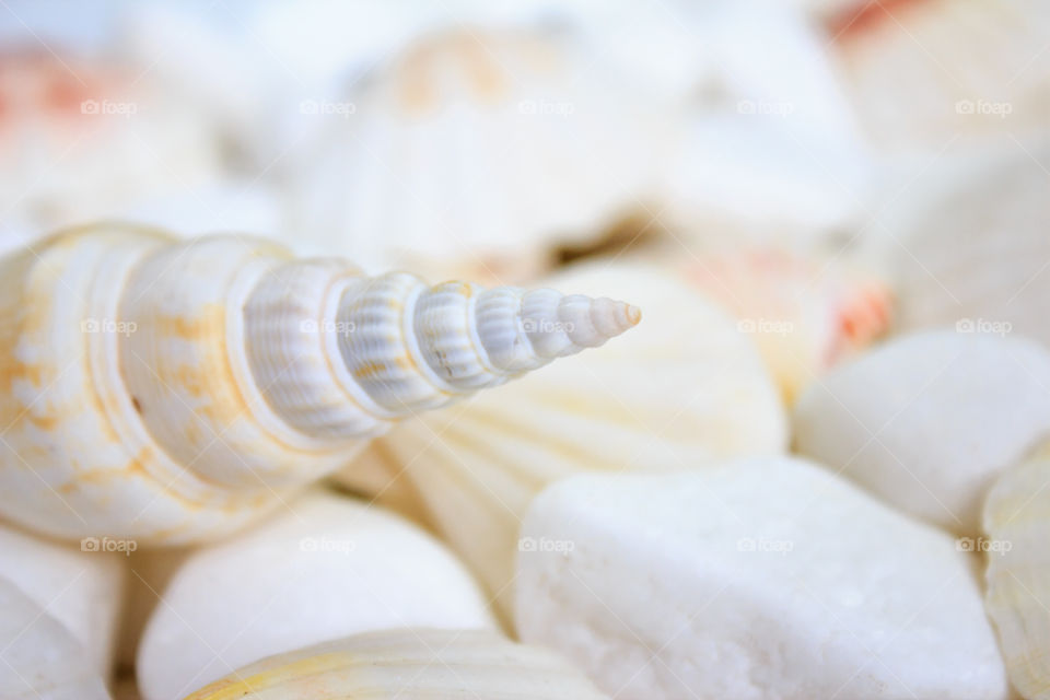 seashells