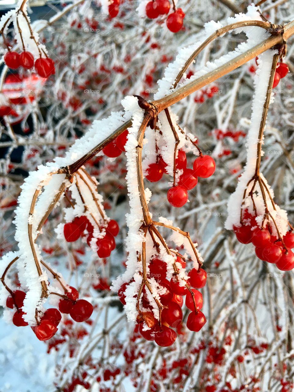 Winter berries