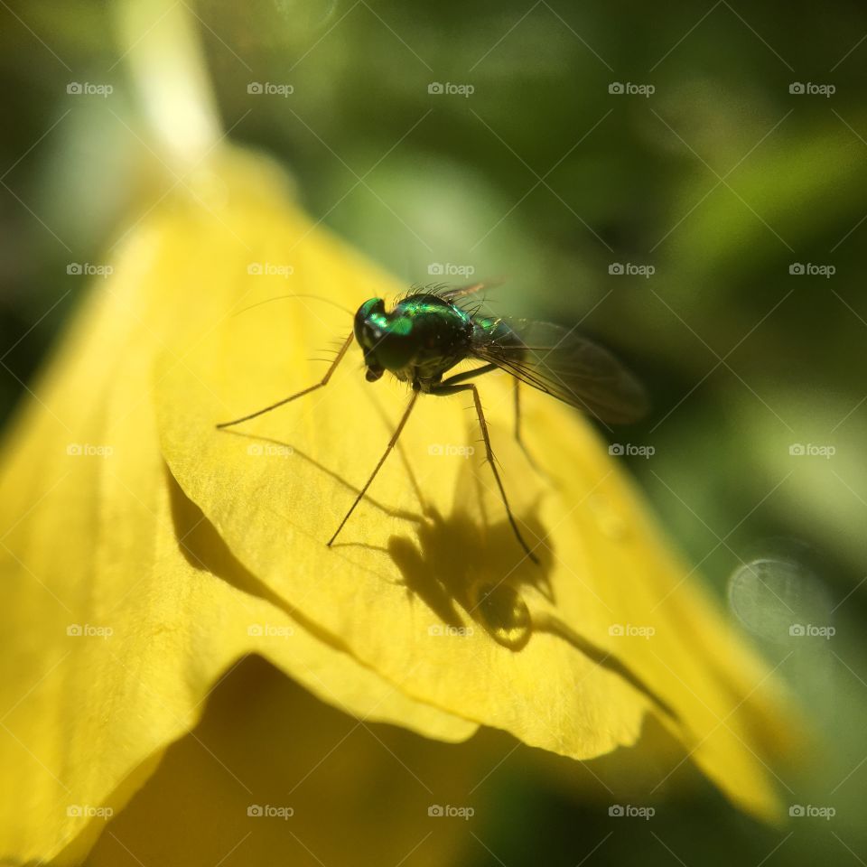 Green fly closeup with shadow
