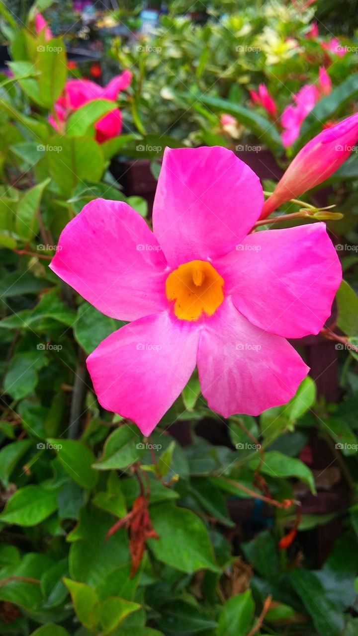 An up close photo of a bright pink flower is growing and blooming on a green bush in Central Florida.