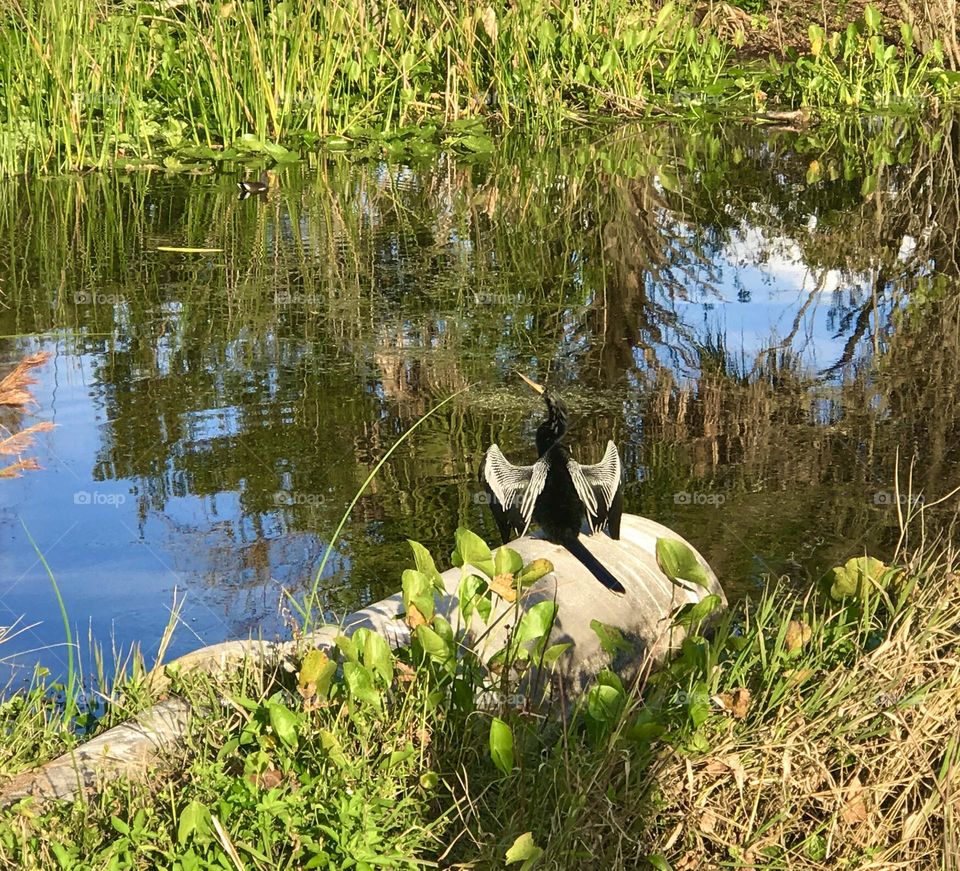 A bird sun bathing to dry off it’s wings after taking a nice dunk in the water 