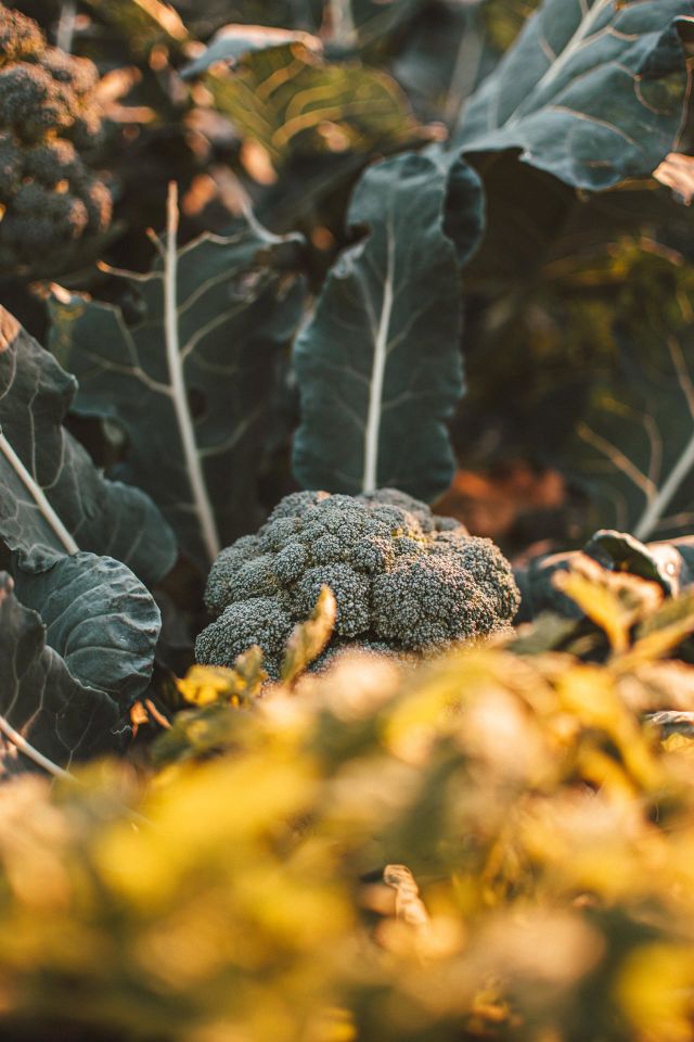 Broccoli 2