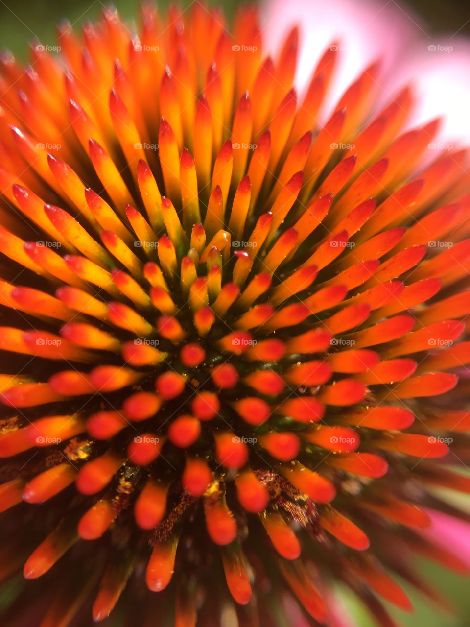 Orange blooming coneflower