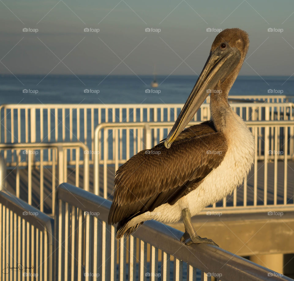 Pelican saying Hello, Cedar Creek, Fl
