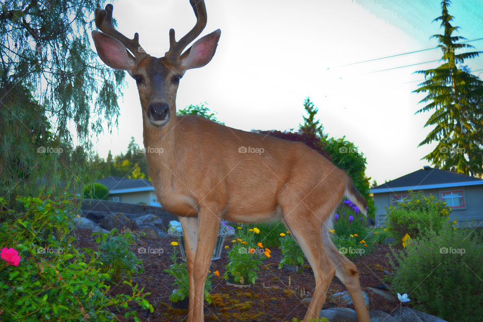 Young 4 point buck deer suburb. Young four point antlered buck in our rock garden 