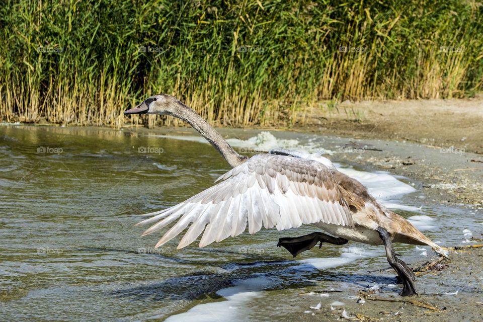 Young swan takes off