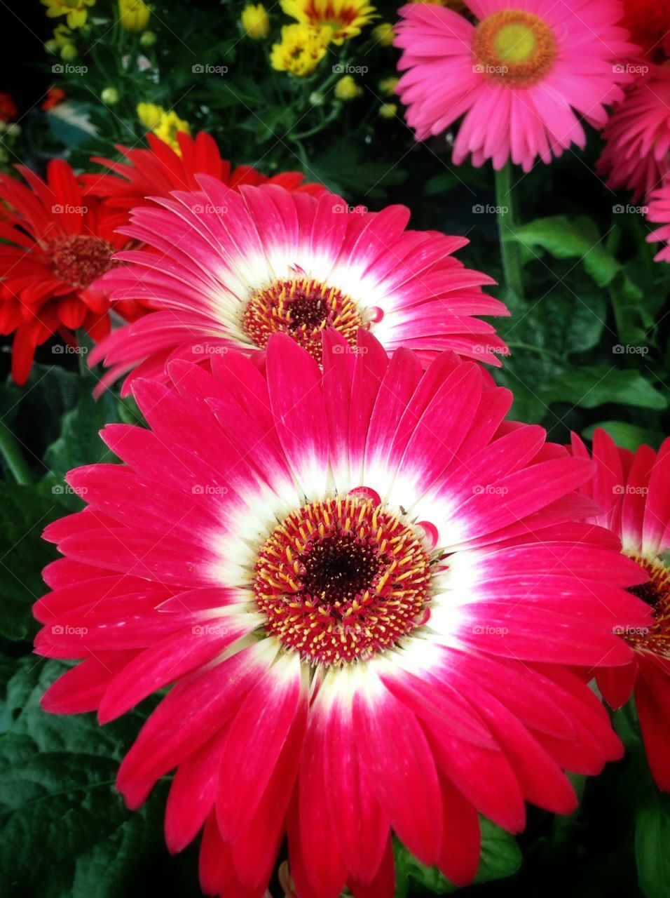 Daisies . Sometimes colours pop out by themselves at the market.