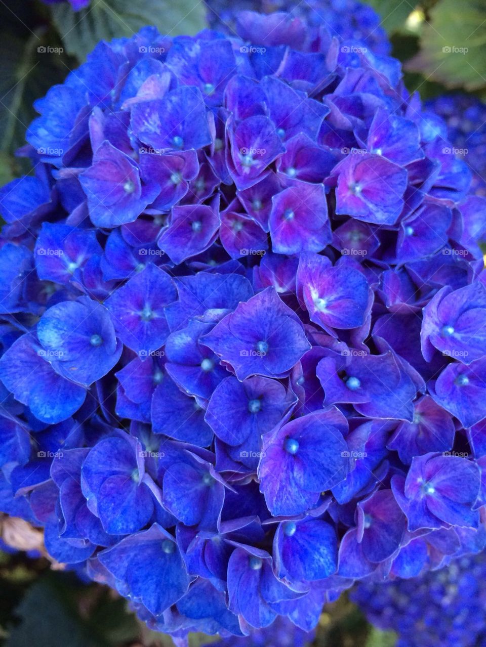 Hydrangea