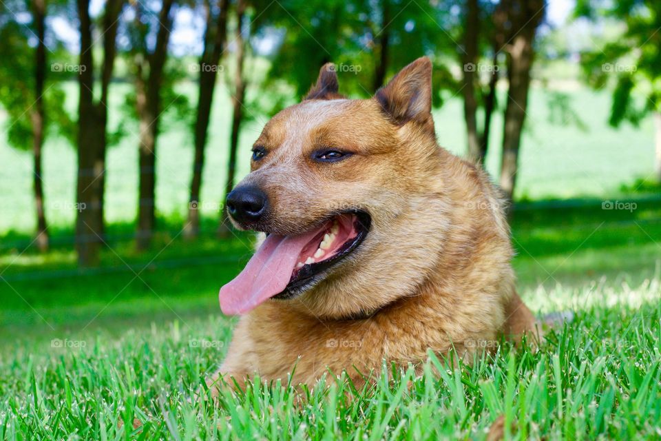 Summer Pets - Red Heeler / Australian Cattle Dog resting in the cool green grass in a rural setting 