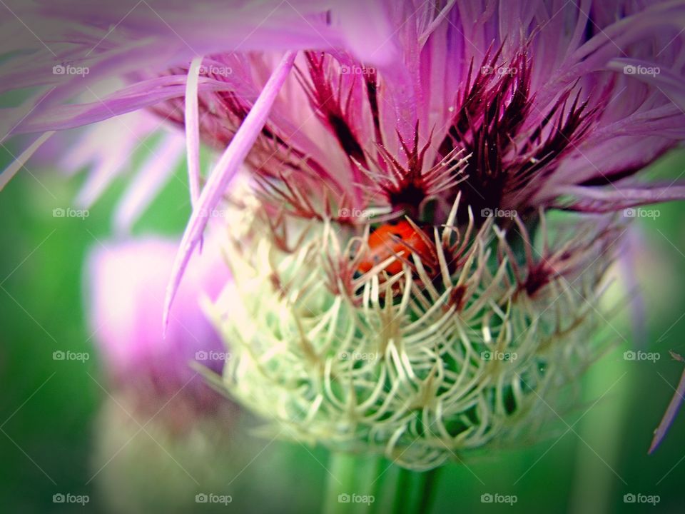 lady bug in thistle
