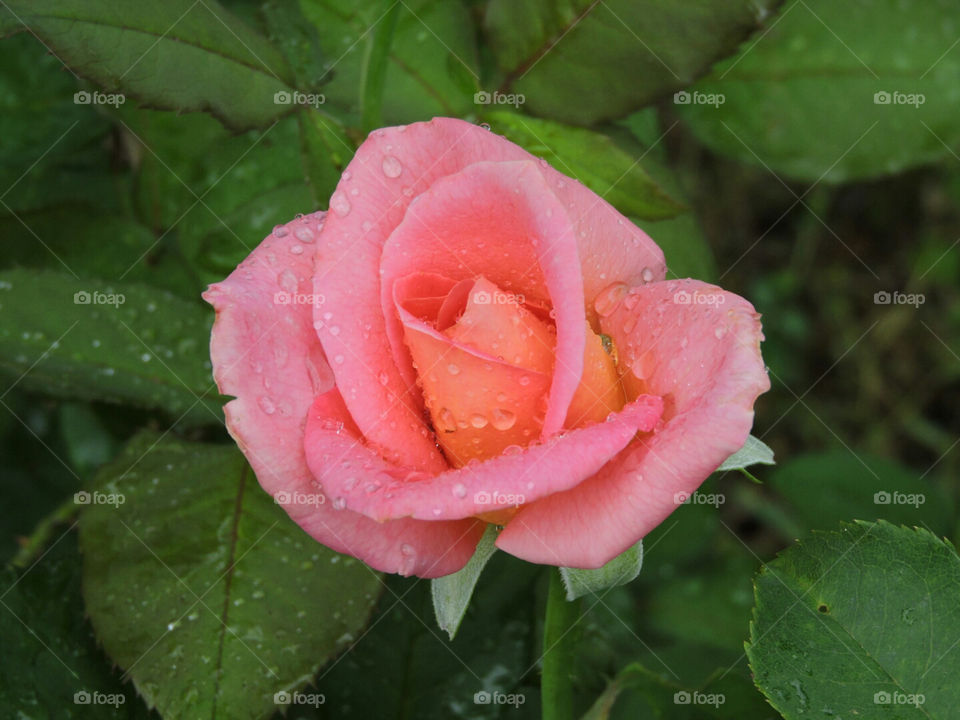 Rain drop Rose