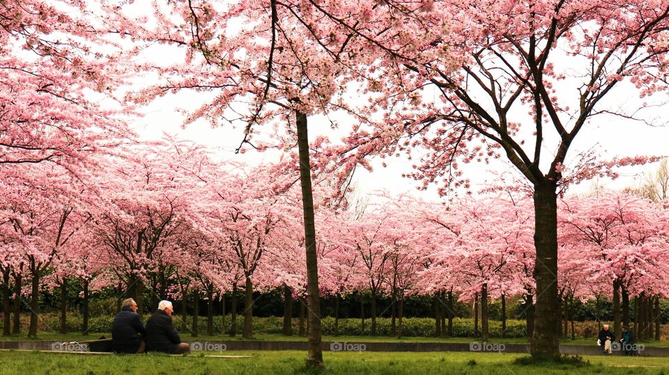 Two elderly men seen sitting down by the cherry blossom park