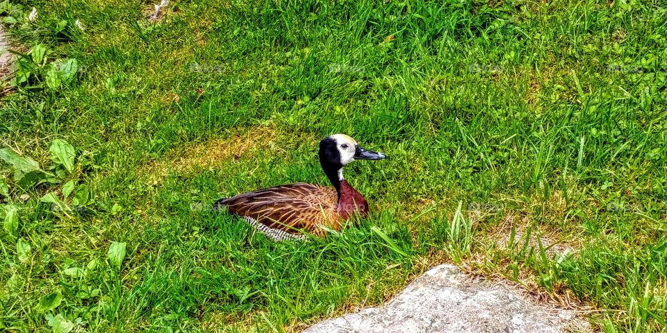 Beautiful Duck