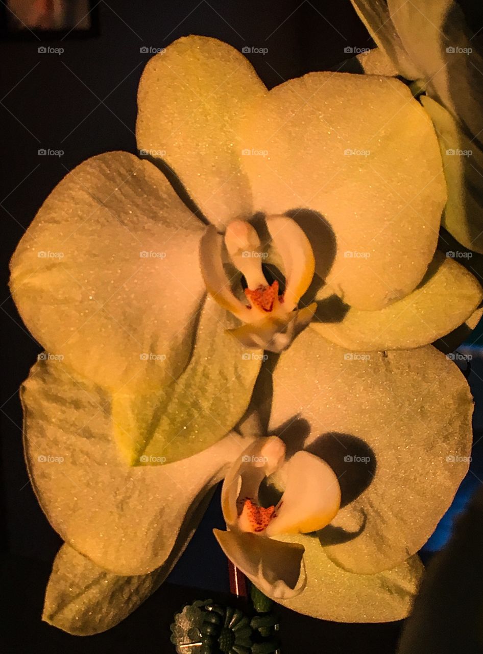 Yellow orchid washed out in sunlight