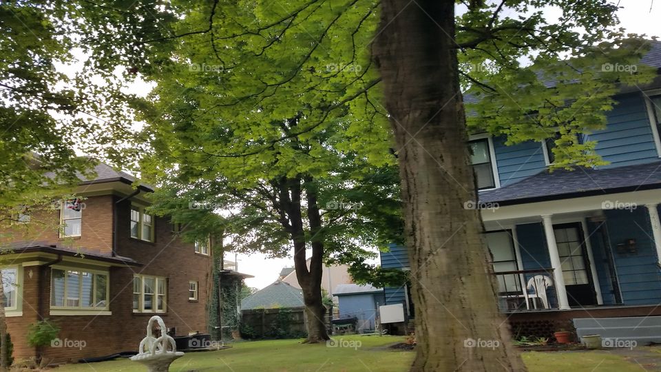 Home, No Person, Tree, House, Architecture