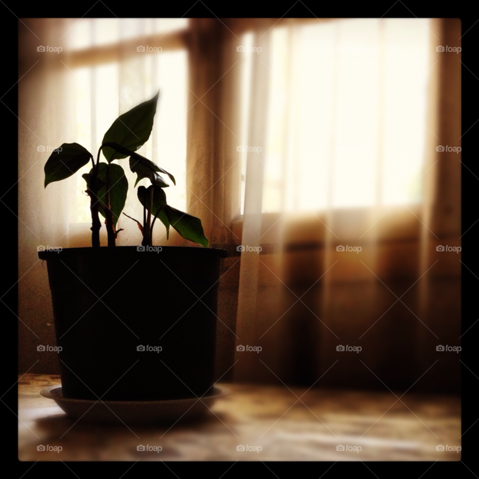 light table white plant by chakali