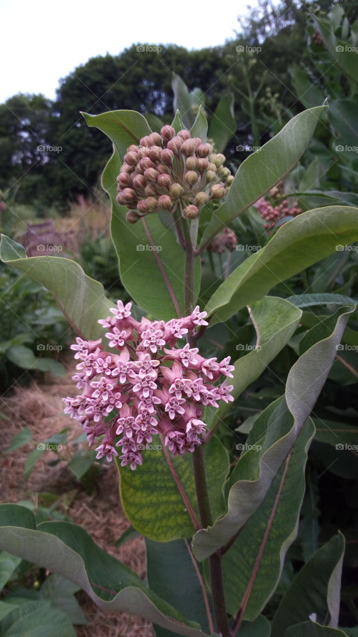 milkweed blossoms are ready for Monarch Butterflies