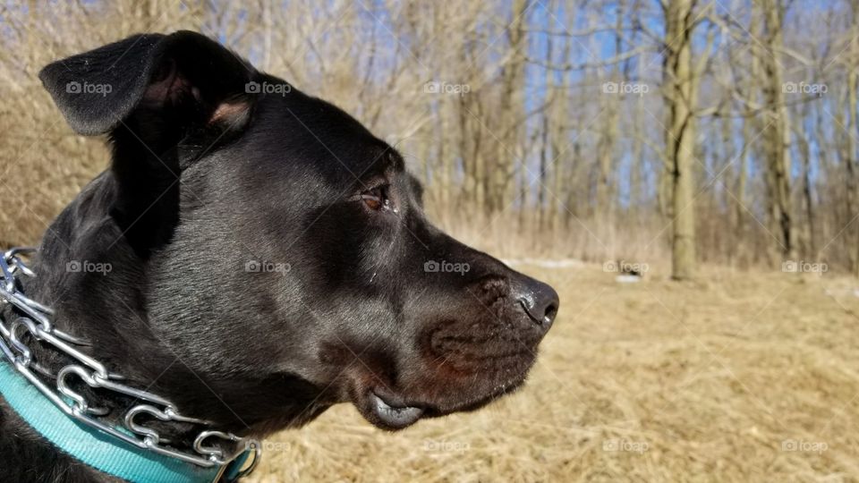 a dog looking out into nature