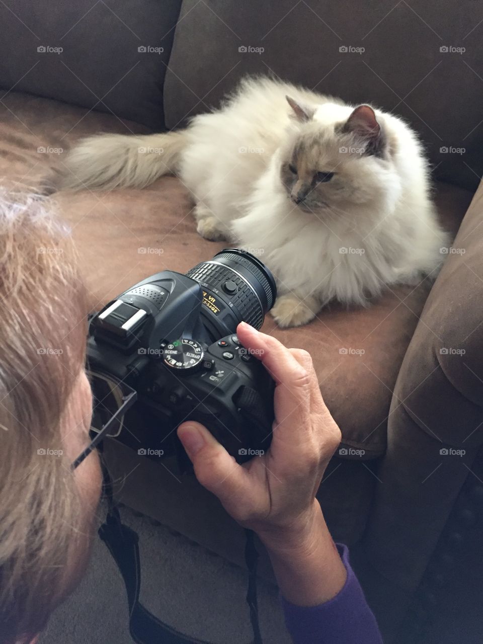 Person taking photograph of cat