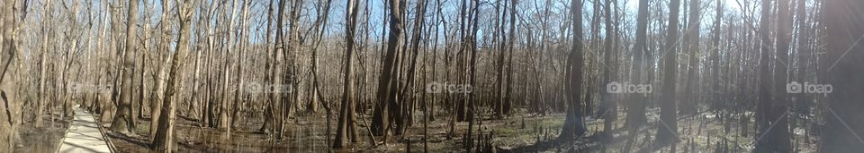 Wood, Tree, Nature, Landscape, No Person