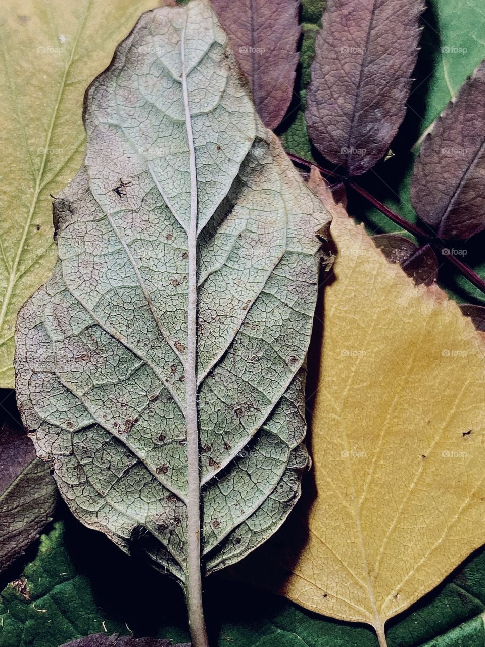 Fallen leaf texture