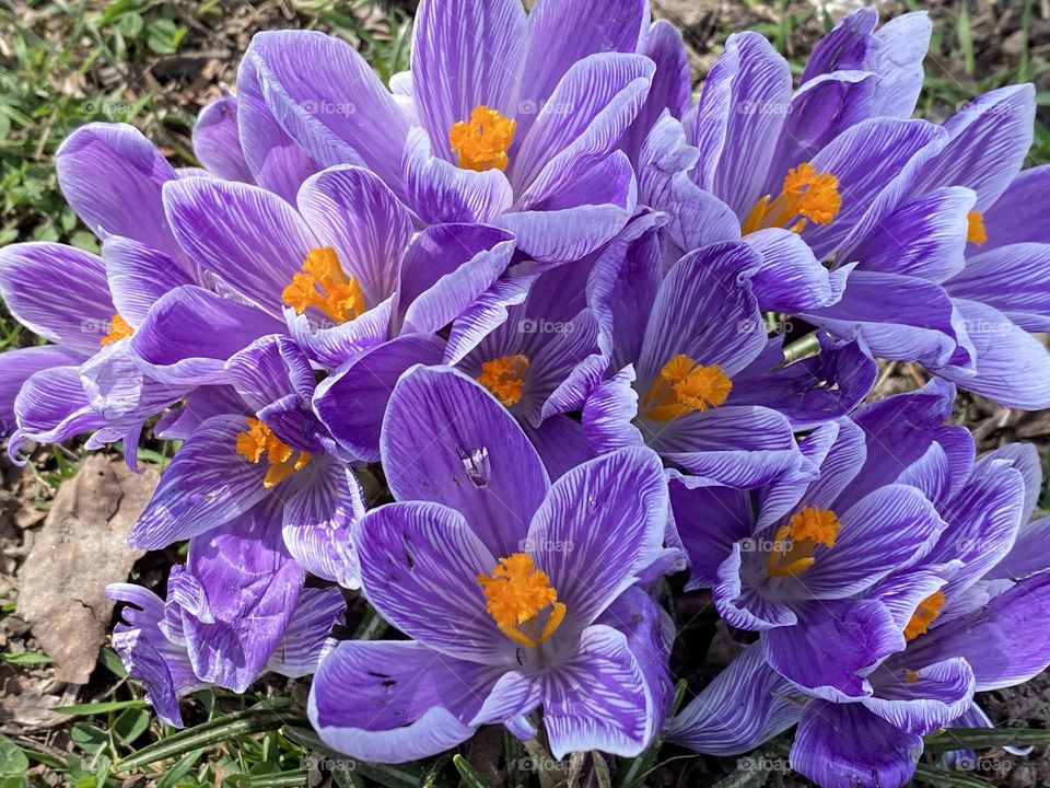 Pretty spring flowers 