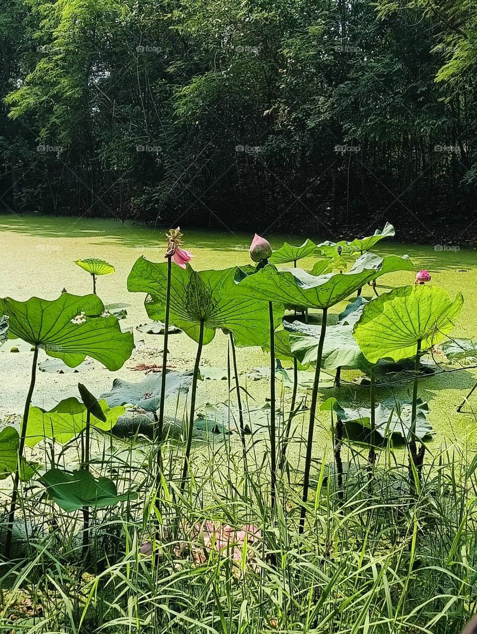 Plants around us, @ upcountry ( Thailand 🇹🇭