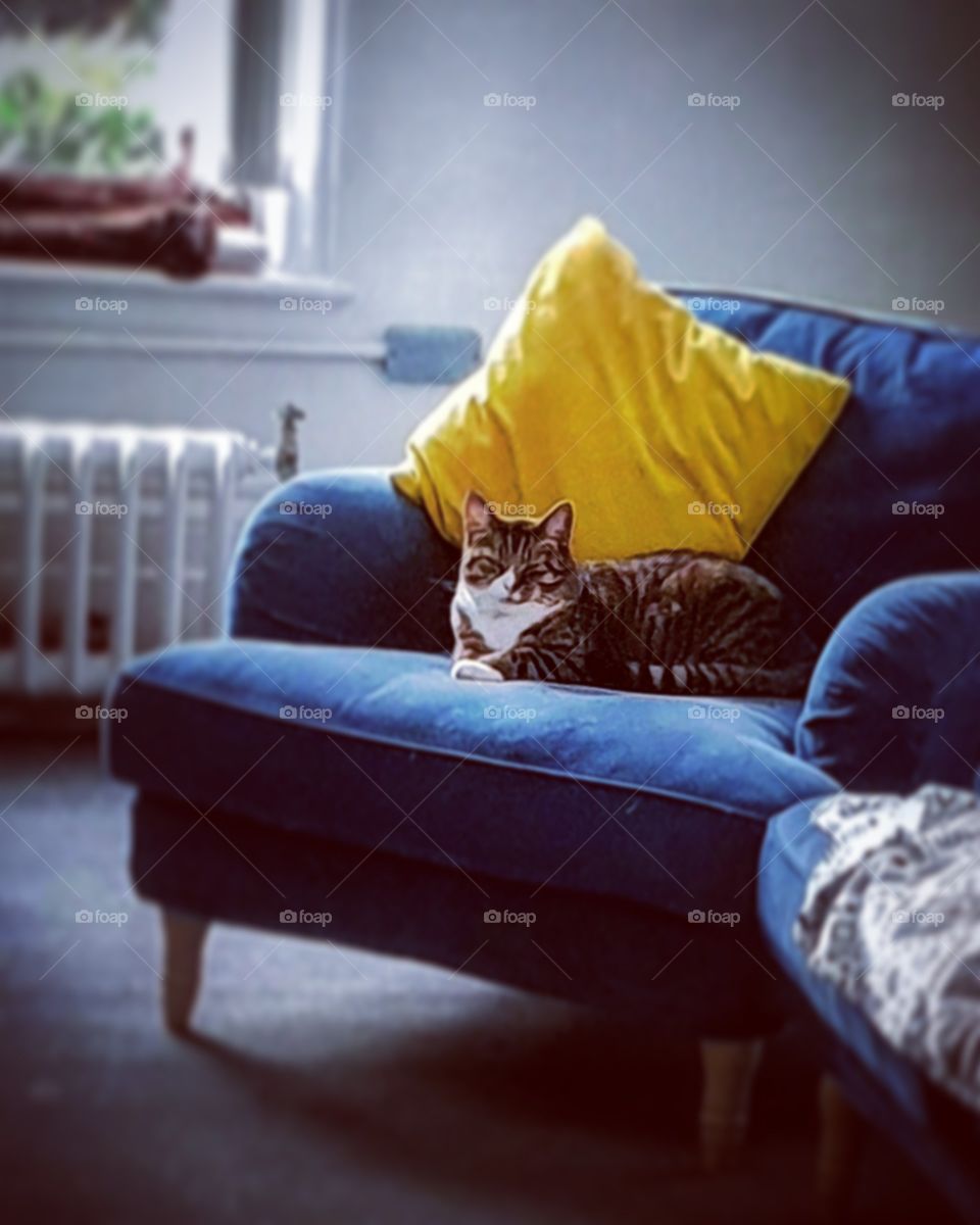 #cat #sofa #pillow #yellow #majestic