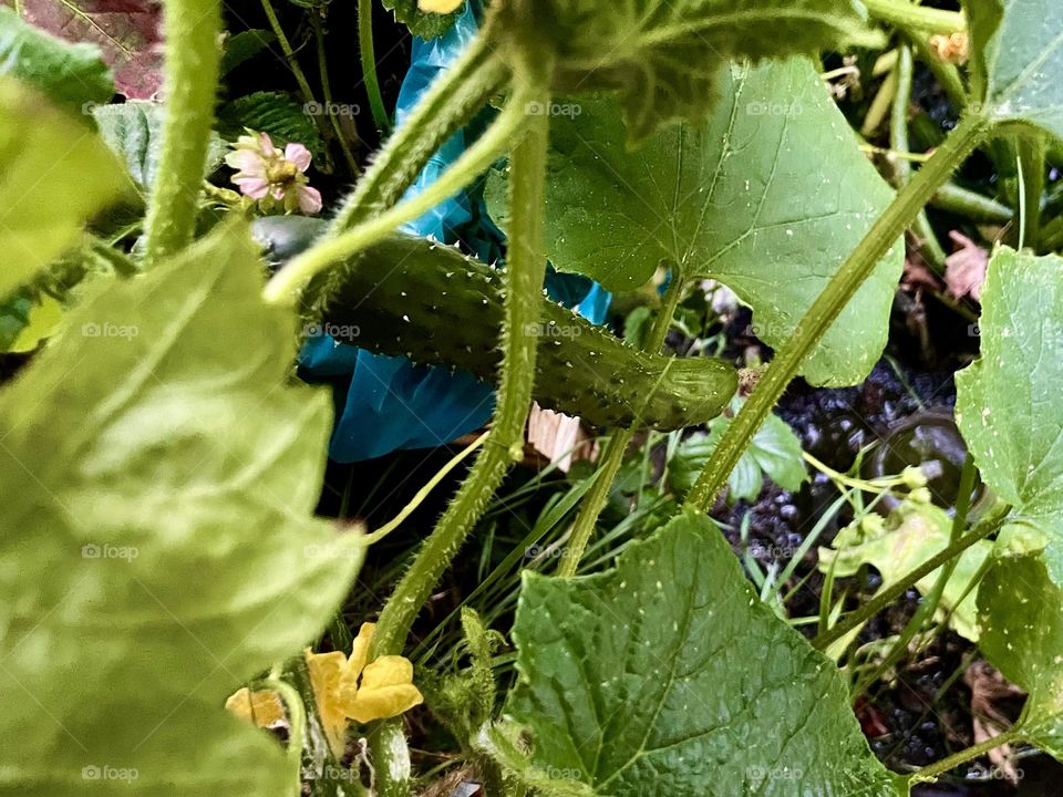 Behind my scene aka insight my garden aka my first cucumber 🥒
