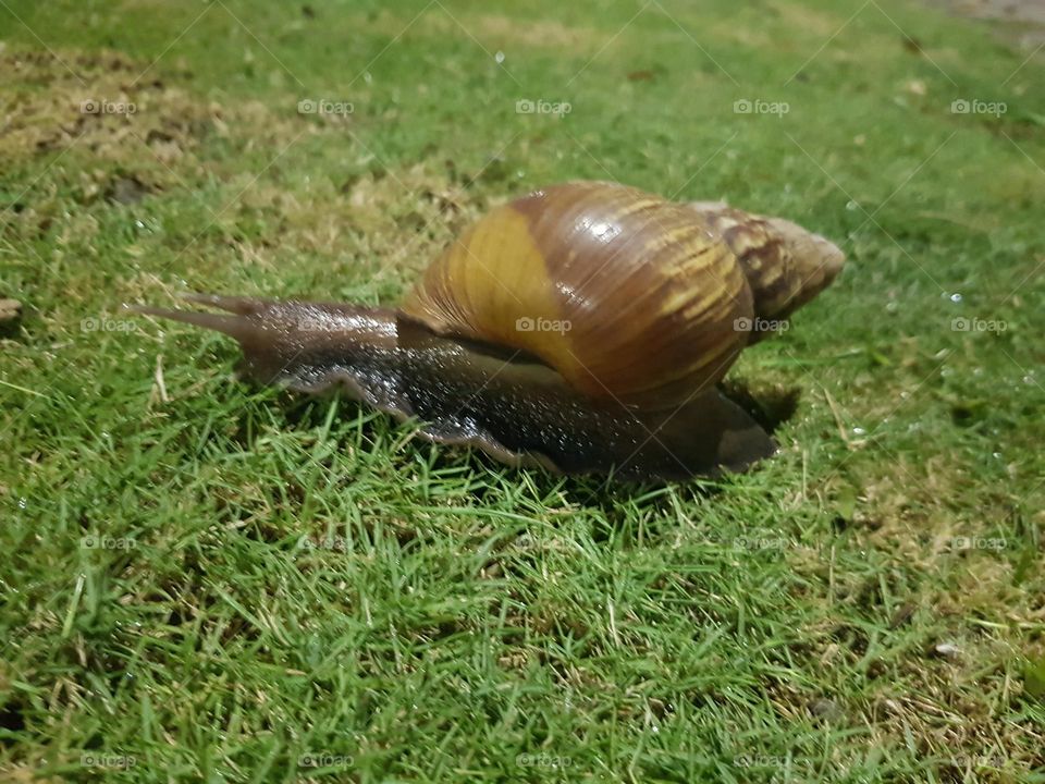 garden snail looking for food