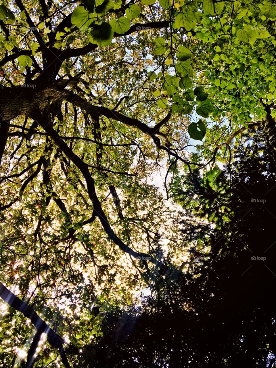 Looking up in the woods