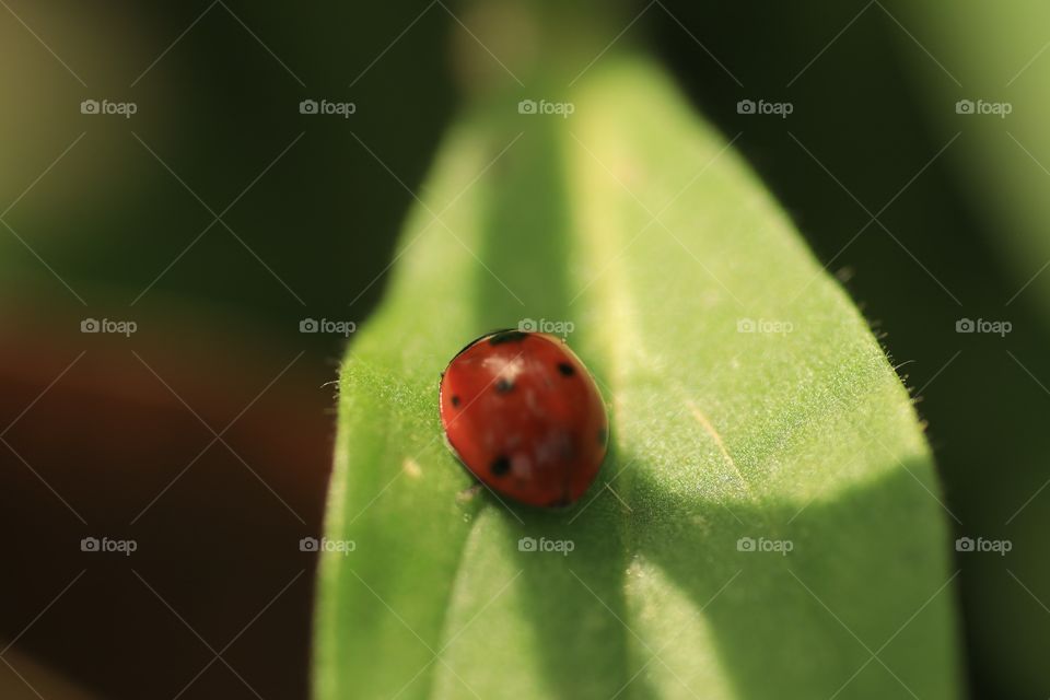 Lady bug on a leaf