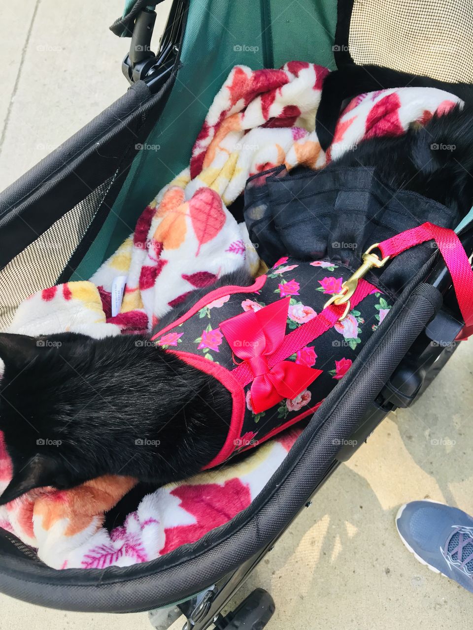 Gorgeous little black cat just loves her stroller rides on perfect sunny with few clouds days!! 