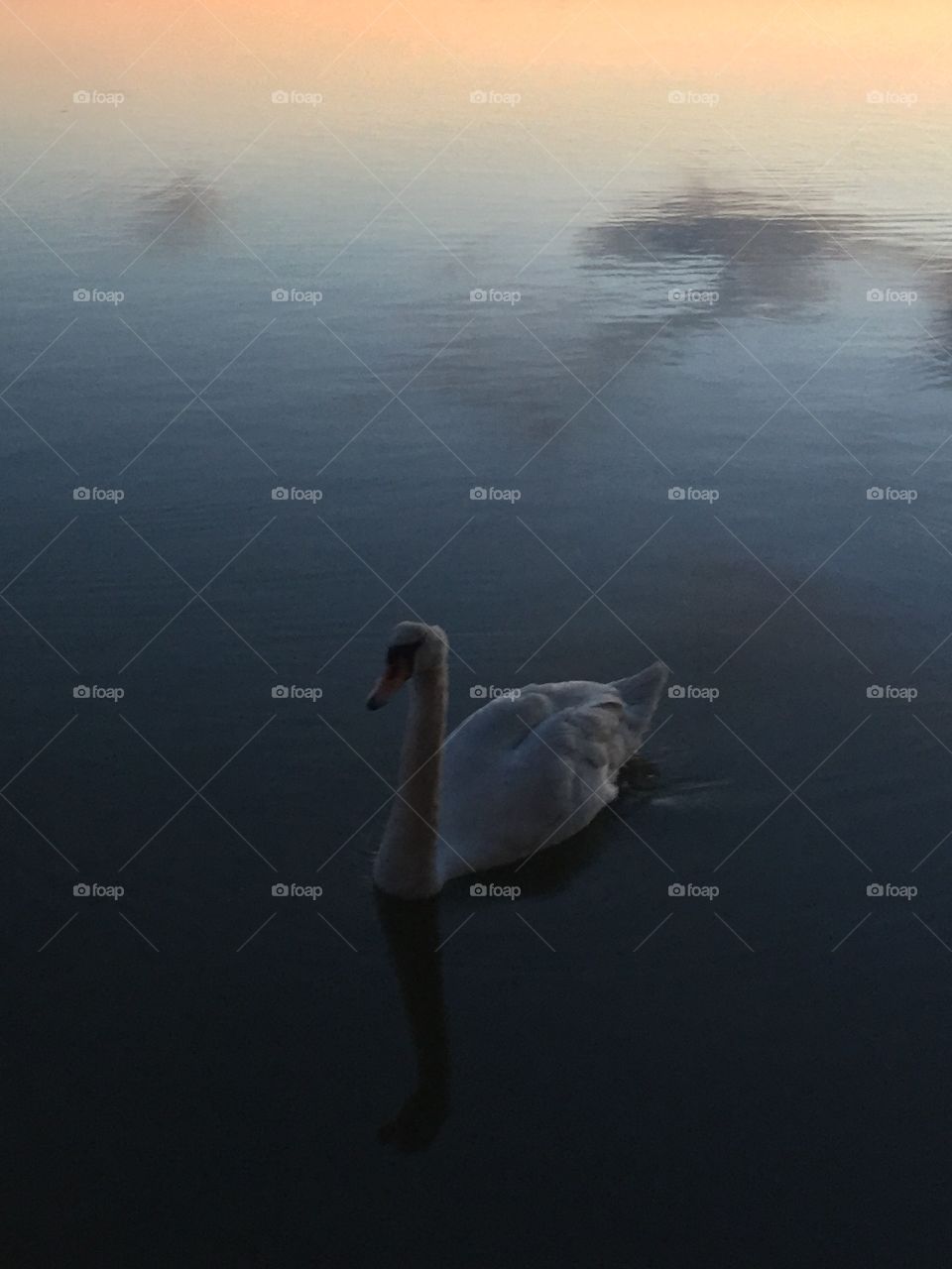 Swan on a lake
