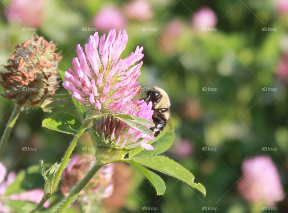 A busy bee enjoying his time in the clover. A bright sunny day during autumn in New England.