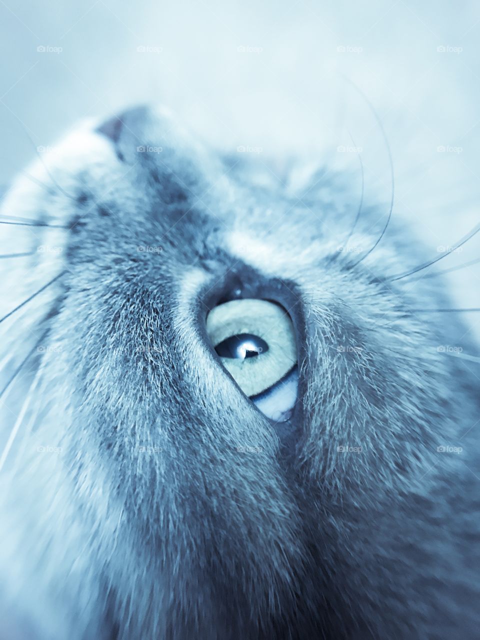 Magic cat eye 