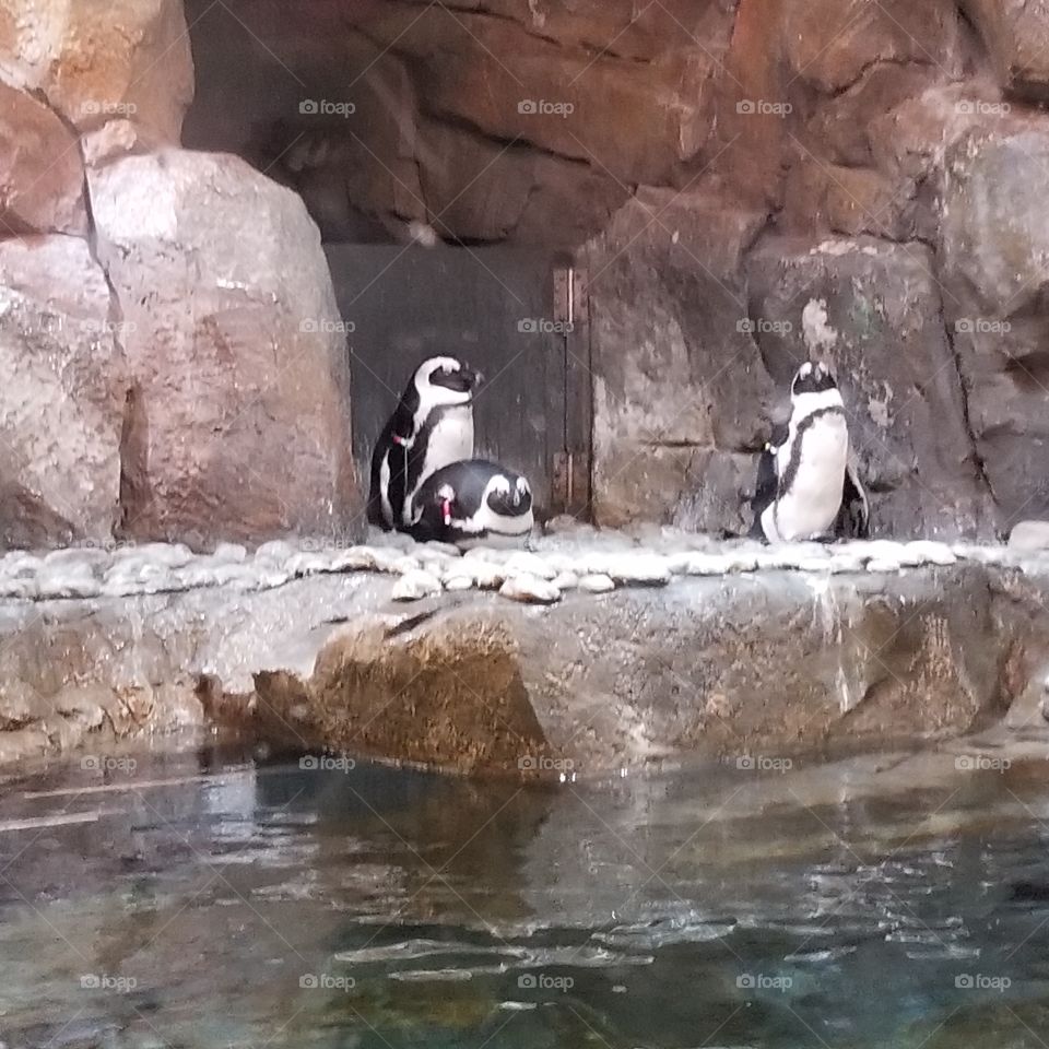 penguins