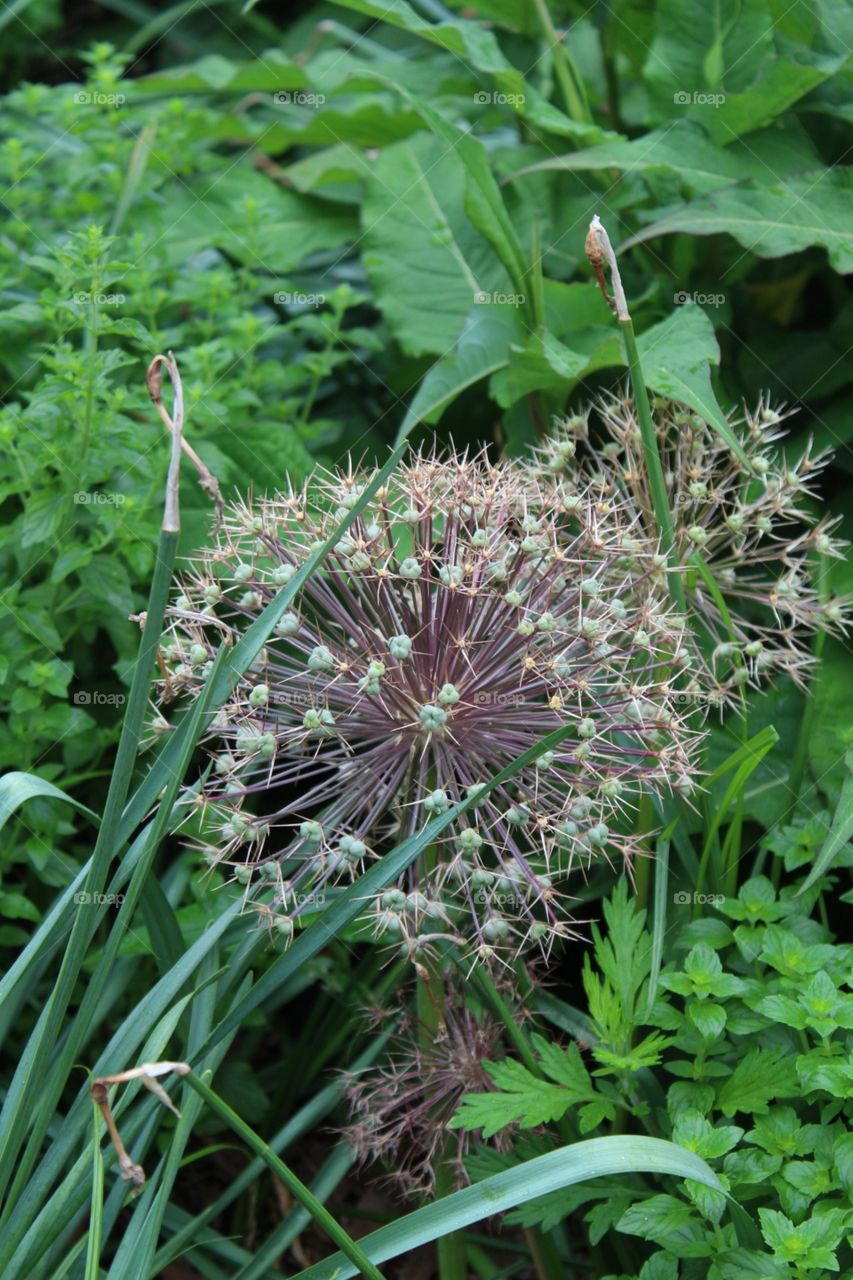 Flora, Nature, Leaf, Garden, Grass