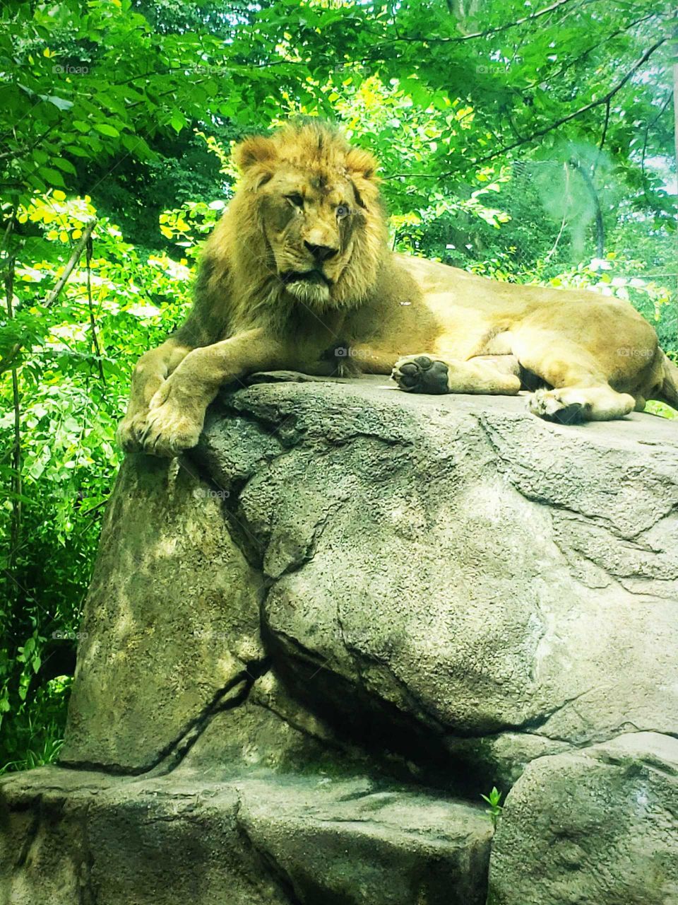king of the zoo