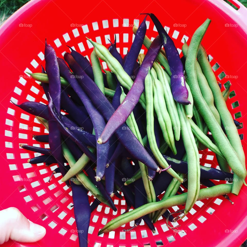 Purple and green pole beans from the organic garden!