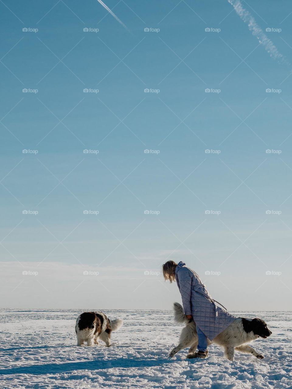 Girl in a snow-covered field playing with big dogs