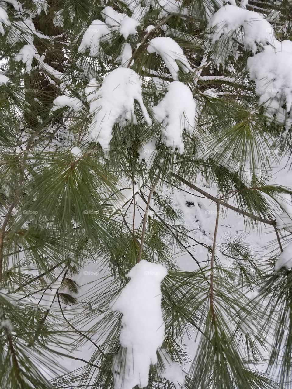 snowy branches