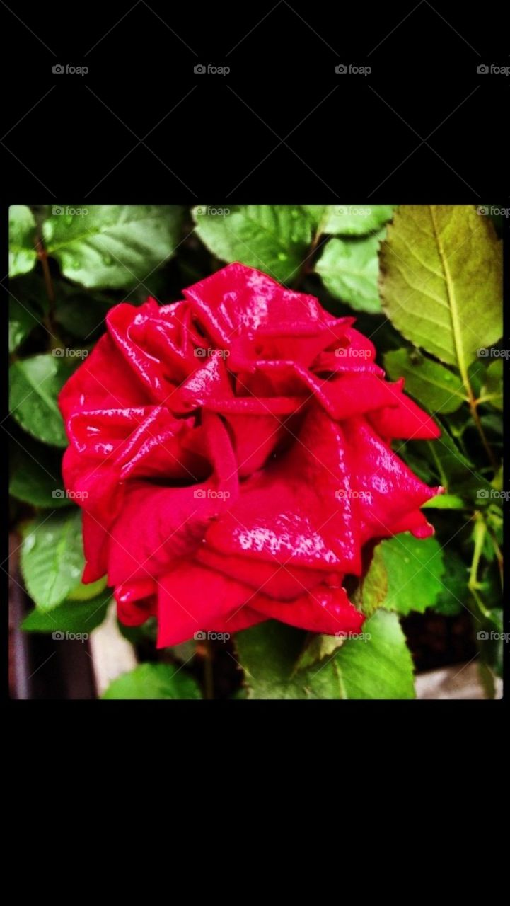 A beautiful rose