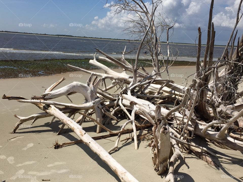 Shell island driftwood 
